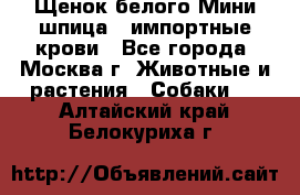 Щенок белого Мини шпица , импортные крови - Все города, Москва г. Животные и растения » Собаки   . Алтайский край,Белокуриха г.